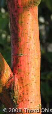 Acer x conspicuum 'Phoenix'